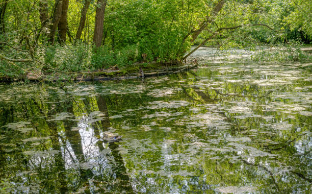 istock Lake in a nature reserve. 1253294272