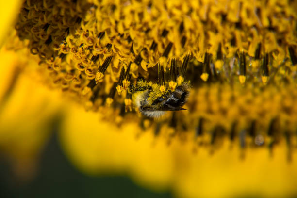 Photo of Bee is pollinating the sunflower and collects the nectar.