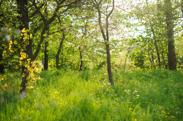 istock Beautiful glade in wood 1253294650