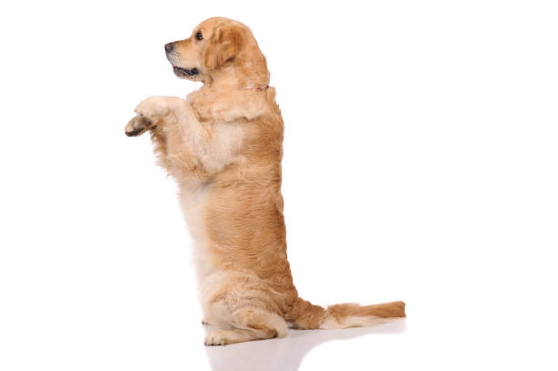 istock golden labrador retriever dog isolated on white background. Studio shot. 1253294670