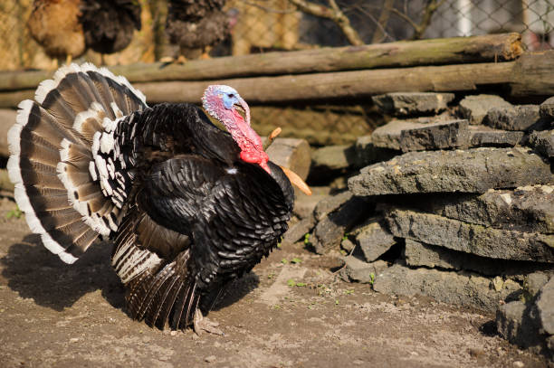 istock turkey outdoor with blurred background 1253294687
