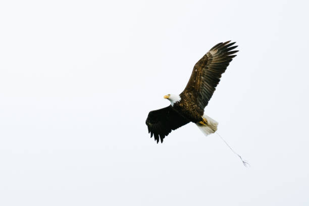 istock Low angle view of a Bald Eagle carrying a twig for nest building 1253295596