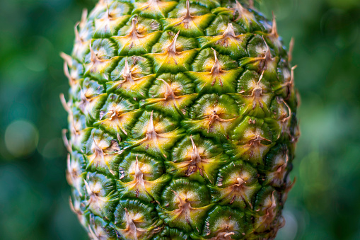 Closeup pineapple. Green outdoors bokeh background.