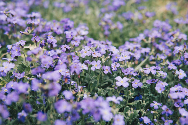 istock small purple flowers 1253296009
