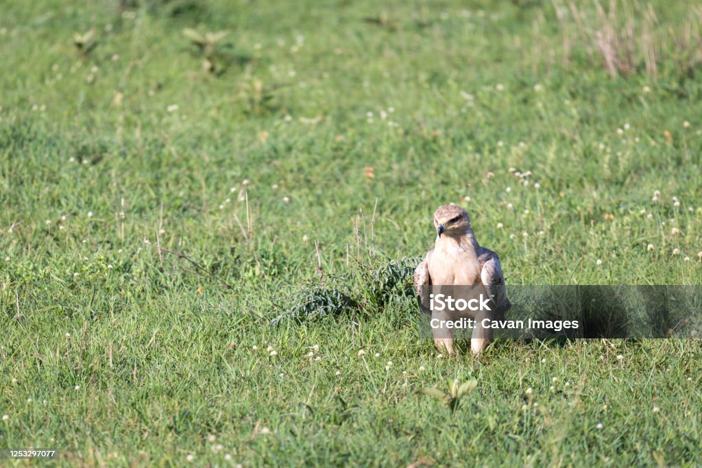 An eagle in the middle of the grassland in a meadow An eagle in the middle of the grassland in a meadow in Narok, Narok County, Kenya Animal Stock Photo