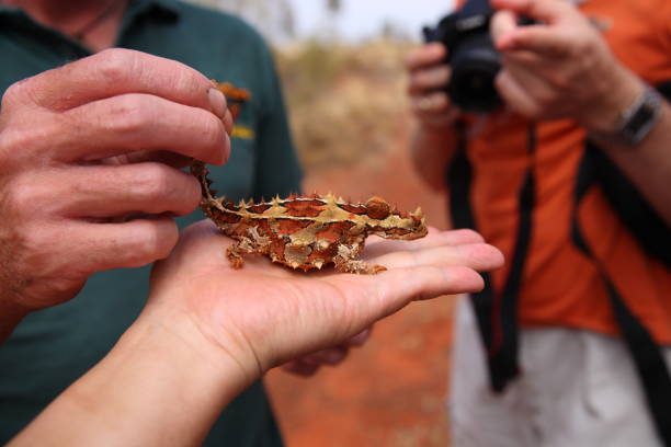 simpatico diavolo spinoso (moloch horridus) lucertola strisciante sulla mano dell'uomo nel kings canyon, centro rosso dell'australia - thorny devil lizard australia northern territory desert foto e immagini stock