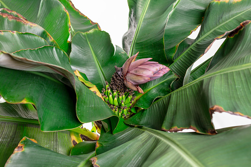 Banana Dwarf Cavendish flower bud grows