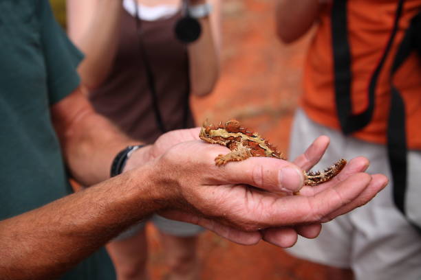 simpatico diavolo spinoso (moloch horridus) lucertola strisciante sulla mano dell'uomo nel kings canyon, centro rosso dell'australia - thorny devil lizard australia northern territory desert foto e immagini stock