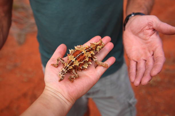 simpatico diavolo spinoso (moloch horridus) lucertola che striscia sulla mano dell'uomo nel kings canyon, centro rosso dell'australia - thorny devil lizard australia northern territory desert foto e immagini stock