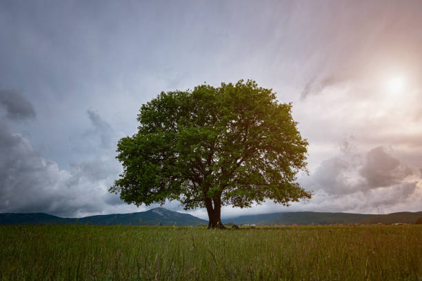 istock Oak tree in full leaf standing alone in a field in summer 1253297894