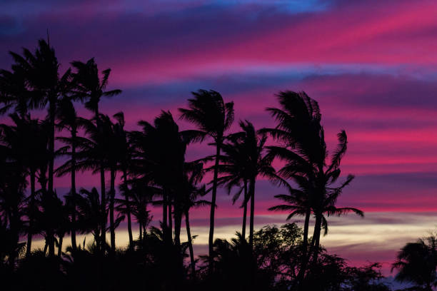 istock Hawaiian Palm Trees Sunset with a Purple Sky 1253298018