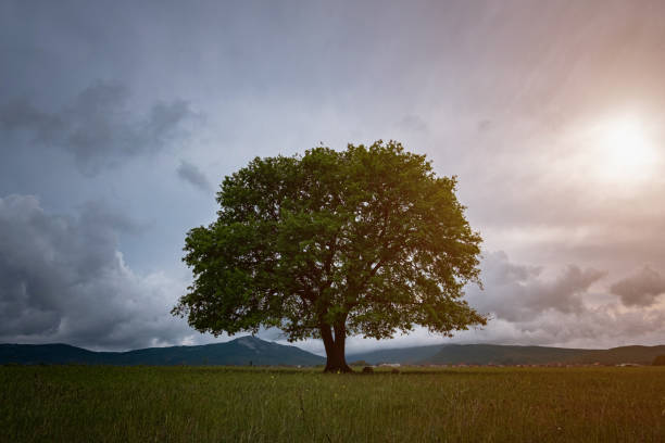 istock Oak tree in full leaf standing alone in a field in summer 1253298145
