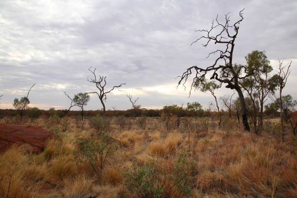 istock Dead tree standing on red desert in outback Central Australia 1253298207