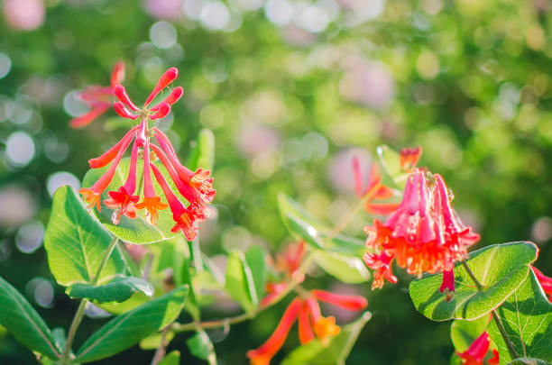 Vibrant rhubarb and custard honeysuckle on a blurred background.