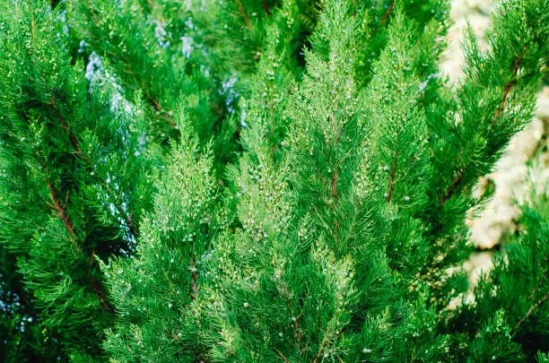 Spring branch tip of Red Cedar tree, also called Eastern Redcedar, Virginian Juniper. Beautiful natural background.