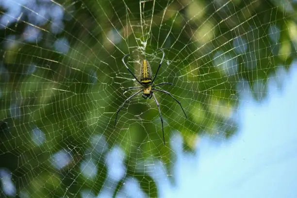 Macro close up detail of Nephilinae spider web, colorful vivid of white yellow orange red grey and black color with nature background. Spider sitting on web