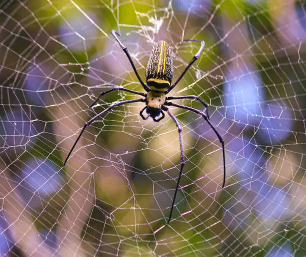 Macro close up detail of Nephilinae spider web, colorful vivid of white yellow orange red grey and black color with nature background. Spider sitting on web