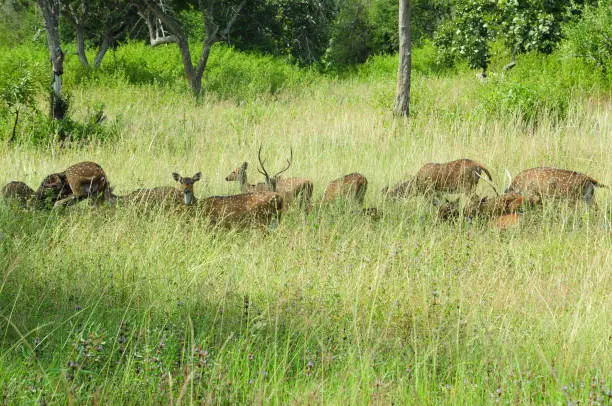 Photo of Mixed Group of Roe Deer in grassland environment