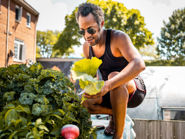 istock Black man gardening in vegetable garden 1253300284