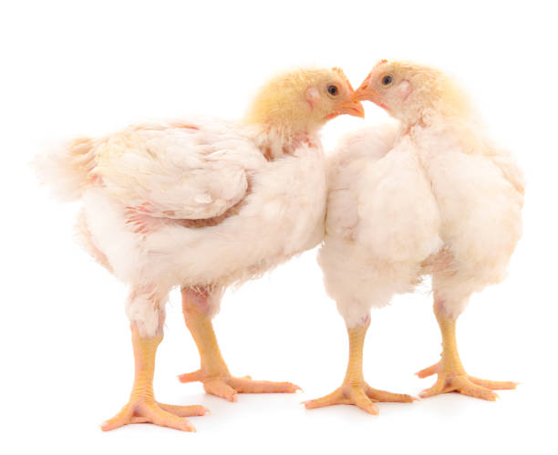 istock Two chicken or young broiler chickens. 1253300357