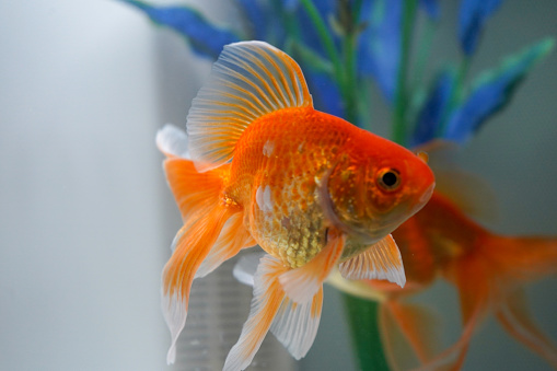 Fan tail goldfish in a fish tank