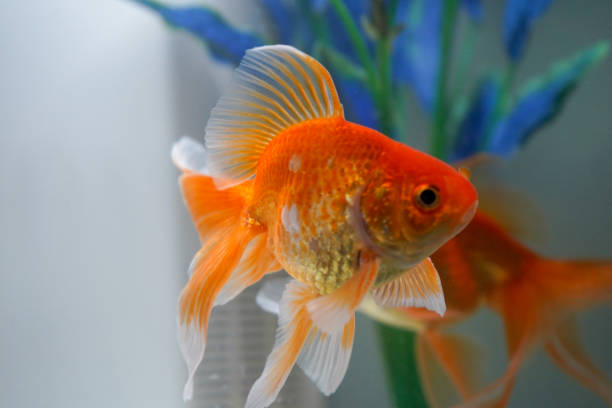 peixe dourado de cauda de ventilador em um aquário - fish tail - fotografias e filmes do acervo