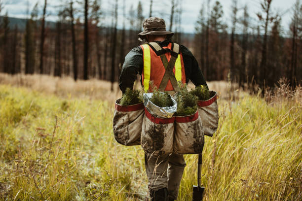 istock Forest ranger with bag full of pine seedlings for reforestation 1253300647