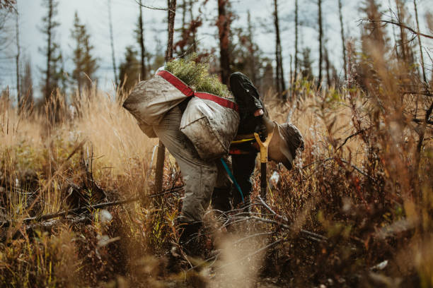 istock Forester in the forest working on sustainable afforestation 1253300721
