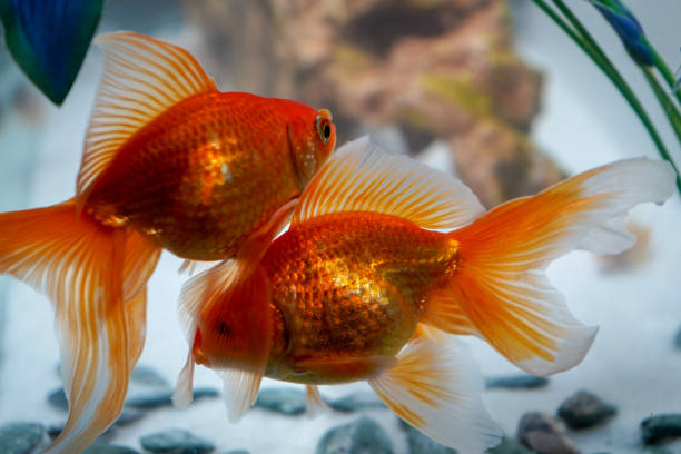 istock Fan tail goldfish in a fish tank 1253302011