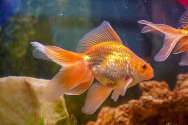 istock Fan tail goldfish in a fish tank 1253302093