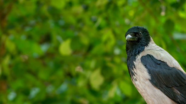 istock Hooded crow (Corvus cornix) looking in the camera. Blurred background. 1253302559