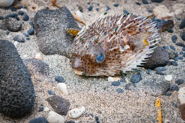 Photo of Porcupine fish washup and inflated on beach