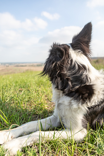 A border collie lies in the green grass in a field on a hill and turns away to look back into the distance. Portrait on a sunny day. Vertical orientation. High quality photo.
