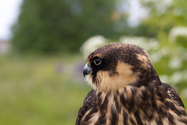 subbuteous falcon - eyas imagens e fotografias de stock