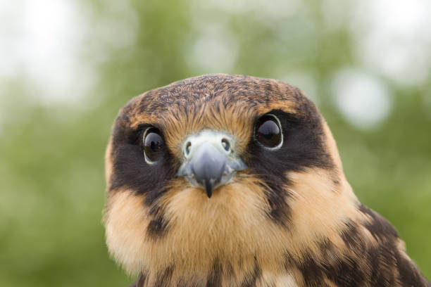 subbuteous falcon - eyas imagens e fotografias de stock