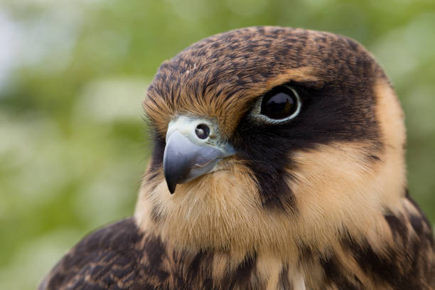 subbuteous falcon - eyas imagens e fotografias de stock