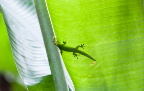 istock Small green gecko poking head over edge of tropical leaf 1253303023