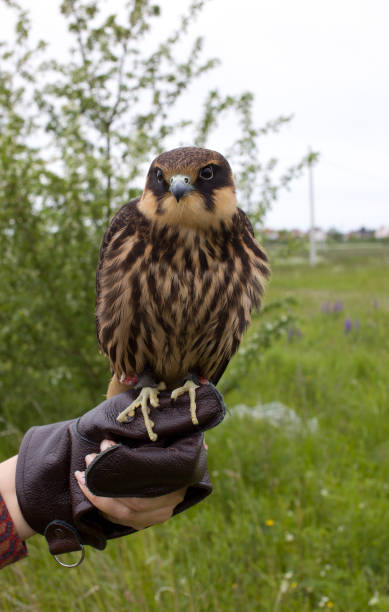 istock Subbuteous Falcon 1253303226