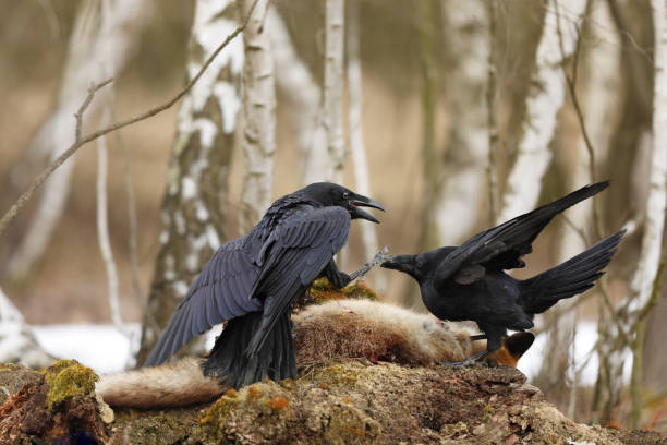 istock Pair of common ravens fighting for prey between birch trees in spring - Corvus corax 1253303341