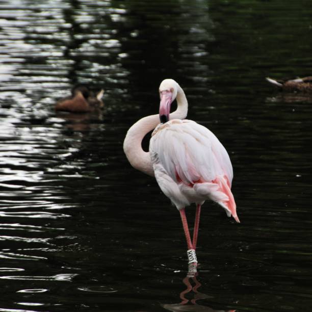 istock A view of a Flamingo 1253303585