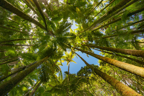 istock Tall palm trees rise overhead converging towards blue sky above 1253303666