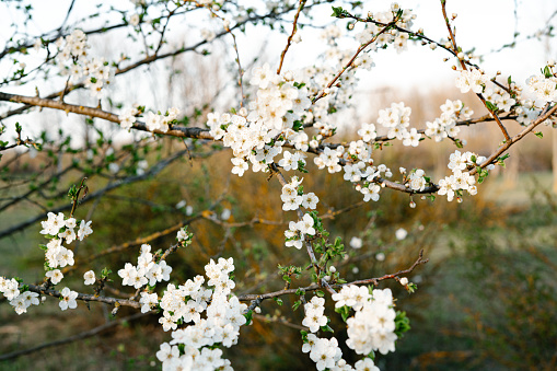 blooming white tree. with a lot of white, delicate cherry blossom flowers. branches of a blooming plum tree on a background of green grass in the light of the setting sun. huge blooming tree