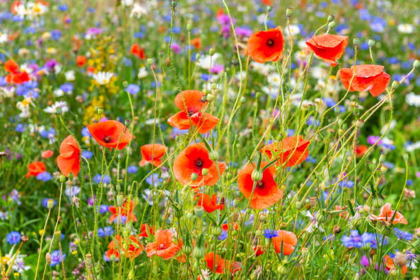 夏の牧草地のポピー - poppy field red flower ストックフォトと画像