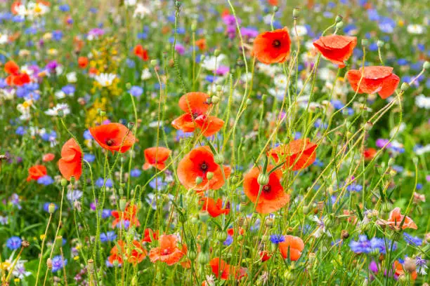 Beautiful summer meadow filled with wonderful flowers