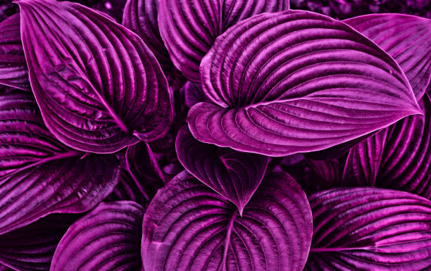 istock Purple fairy grass with beautiful light. Close up.Design concept. 1253307876