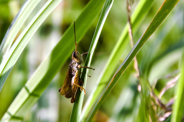 istock Grasshopper is sitting on a green grass in the field. 1253308781