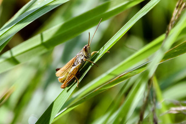istock Grasshopper is sitting on a green grass in the field. 1253308817