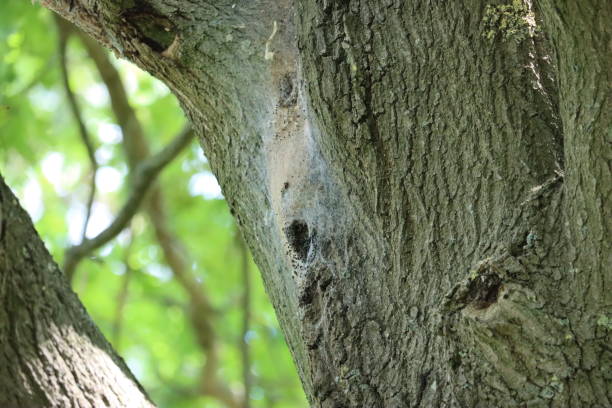istock The Nest of the Oak Procession Spinner 1253309235