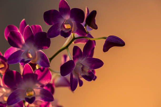 Colorful orchids on a beautiful background.