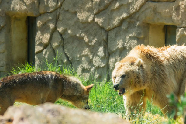istock Wolf vs. bear in national park in izmir turkey. 1253311250